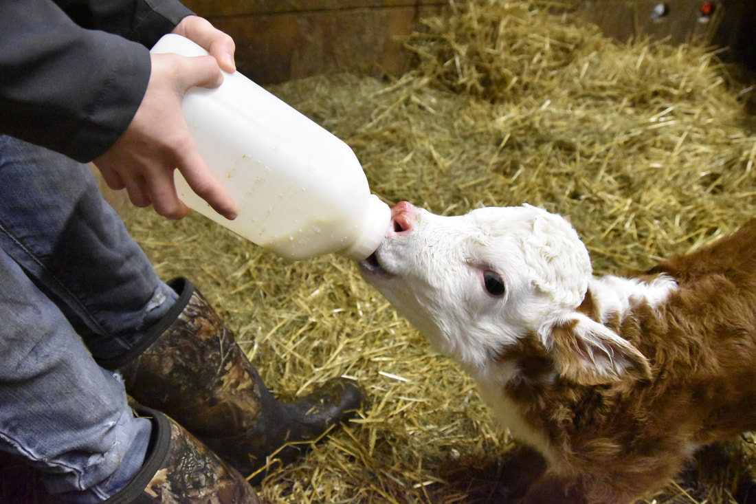 Bottle-Feeding Calf Basics: How Often to Feed – ProviCo Rural